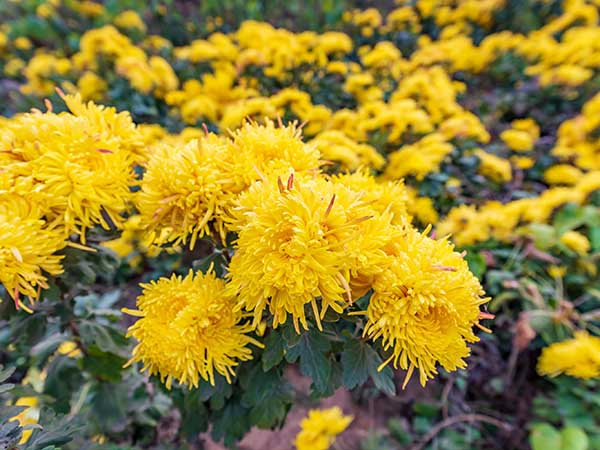 華苑觀光農(nóng)場(chǎng)