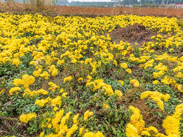 華苑觀光農(nóng)場(chǎng)