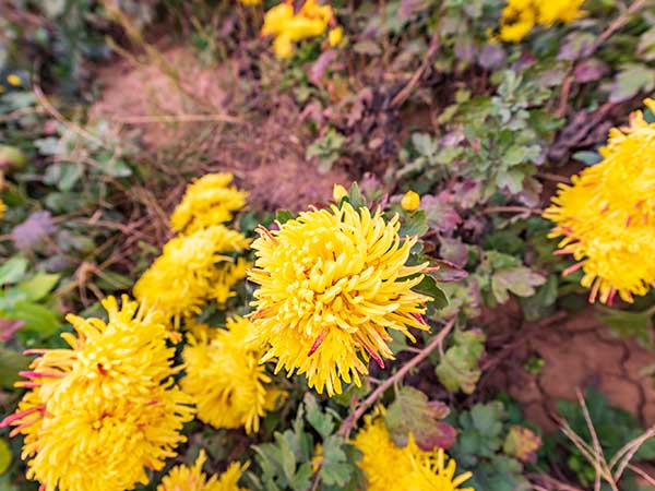 華苑觀光農(nóng)場