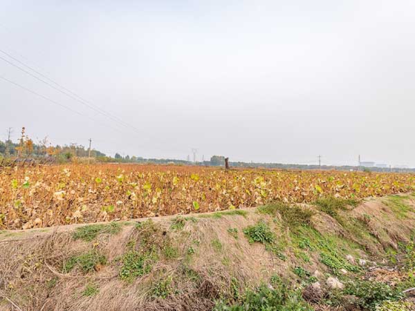 華苑觀光農(nóng)場