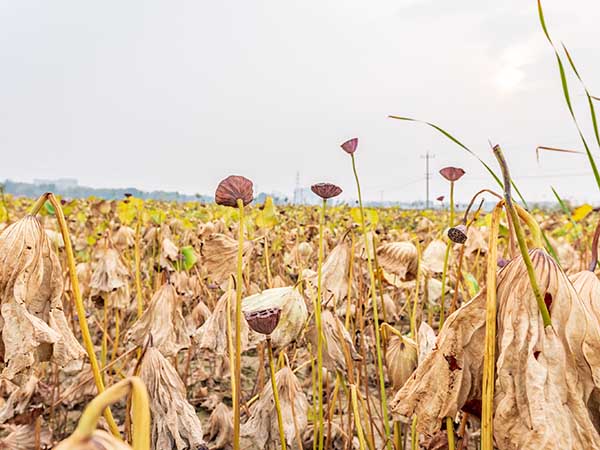 華苑觀光農(nóng)場(chǎng)