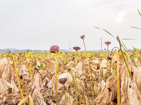 華苑觀光農(nóng)場(chǎng)