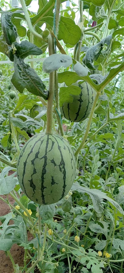 觀光農(nóng)場(chǎng)