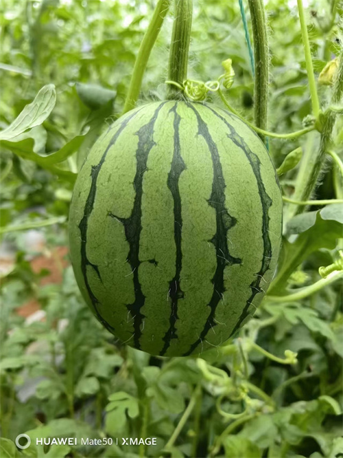 觀光農(nóng)場(chǎng)