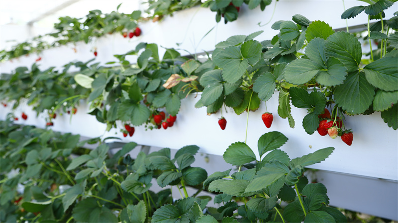 現(xiàn)代農(nóng)業(yè)