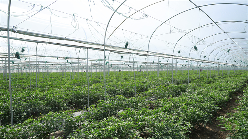 現(xiàn)代農(nóng)業(yè)