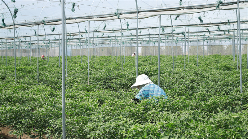 現(xiàn)代農(nóng)業(yè)