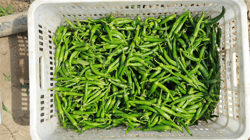 現(xiàn)代農業(yè)