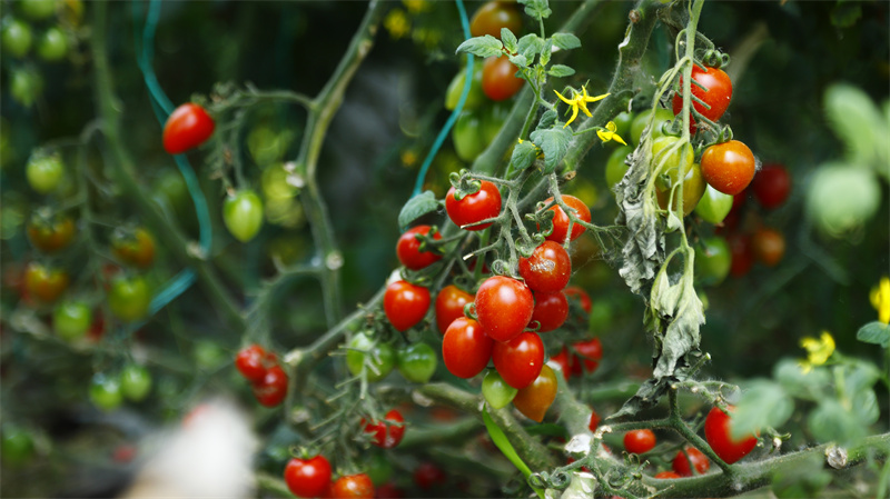 現(xiàn)代農業(yè)