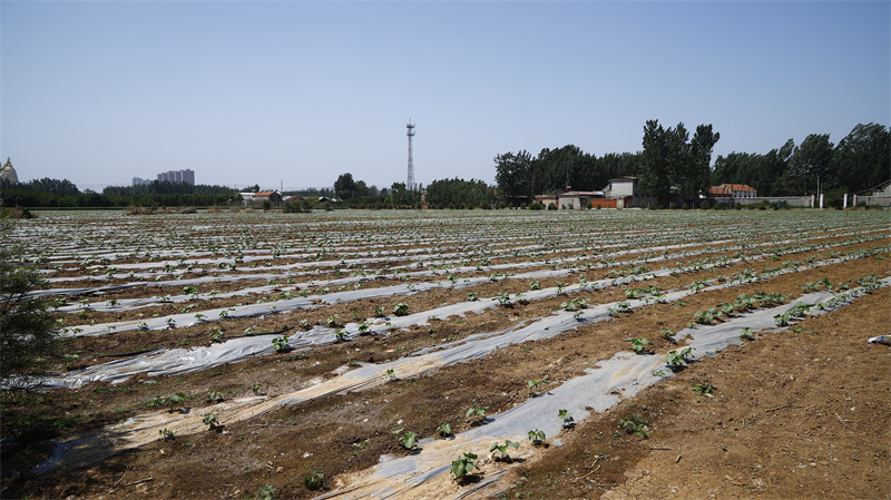 現(xiàn)代農(nóng)業(yè)