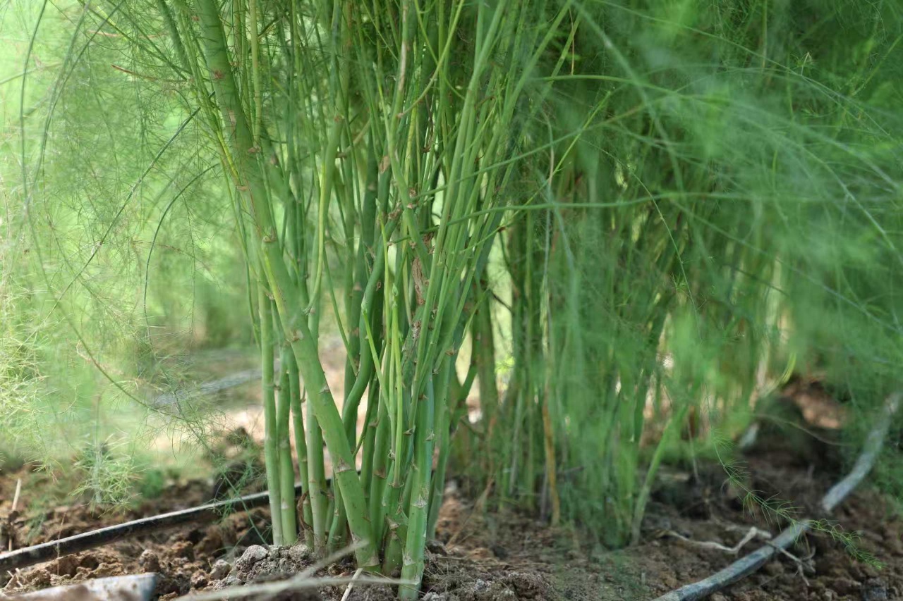 華翔農(nóng)場蘆筍植株